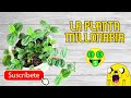 🤑La PLANTA que te VOLVERÁ MILLONARIO🤑LA LLAMA PLATA🤩 Plantas Ornamentales.