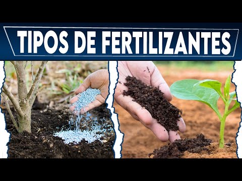 Video: ¿Cuáles son los fertilizantes comunes?