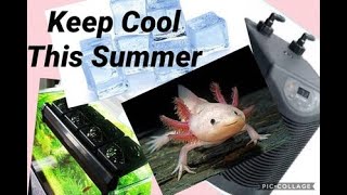 Keep Your axolotl Cool this Summer