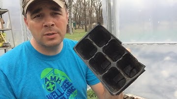 Potting up the tomatoes