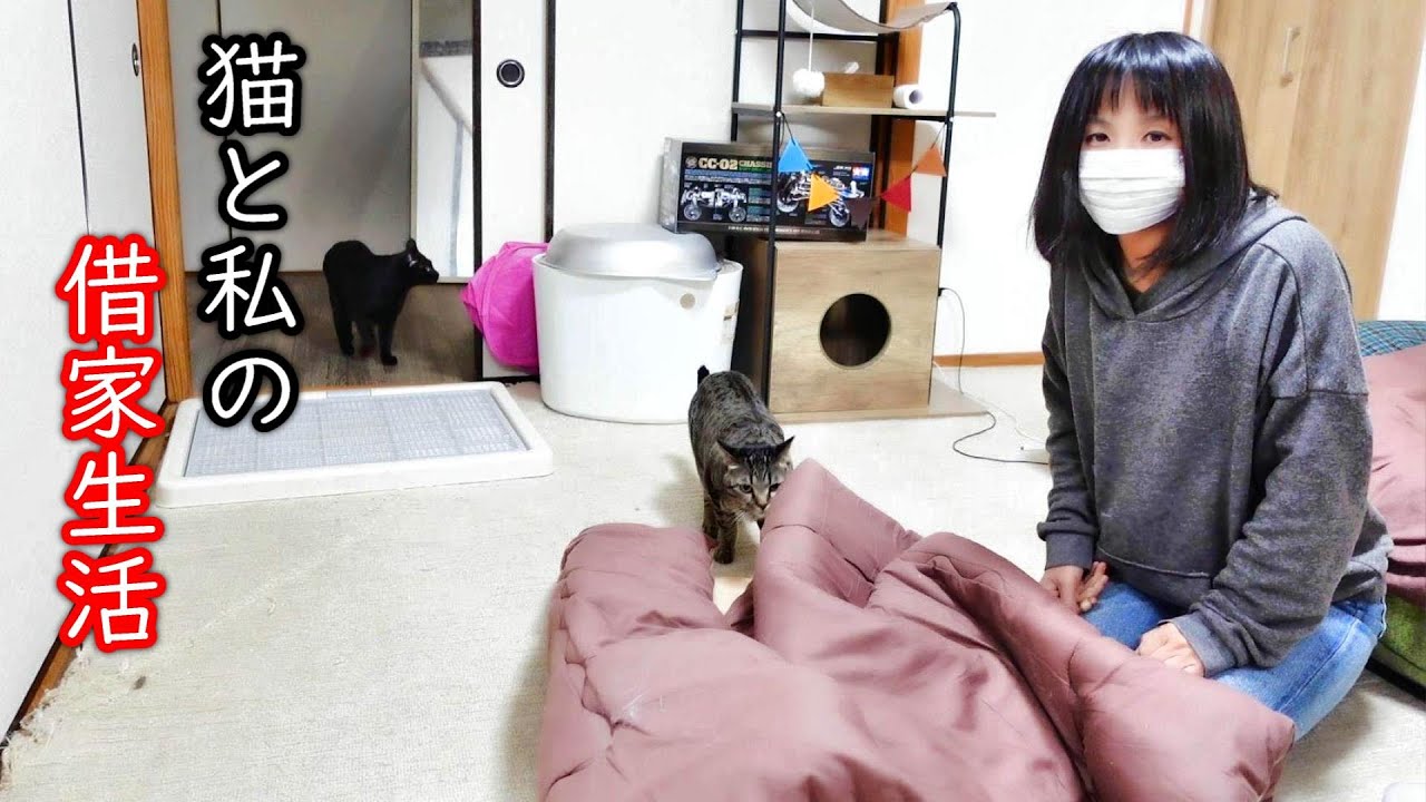 ねこくみゃちゃんケープ　クロ　6/20削除 ねこくみゃちゃんケープ クロ 6/20削除 ねこくみゃちゃんケープ