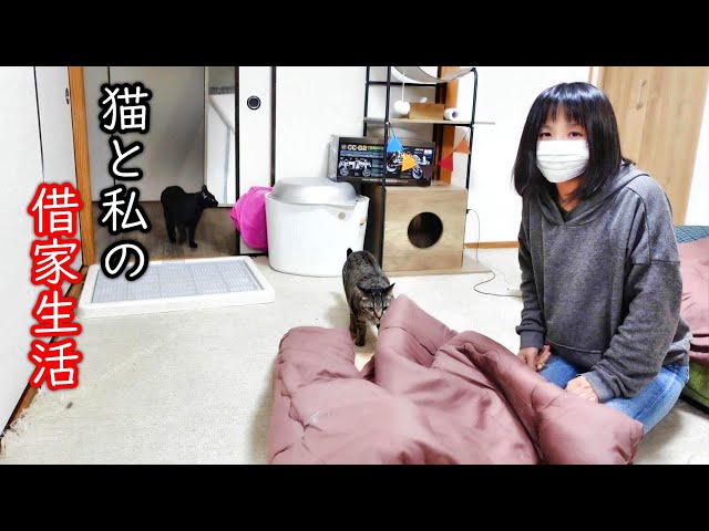ねこくみゃちゃんケープ　クロ　6/20削除 ねこくみゃちゃんケープ クロ 6/20削除 （BABY,THE STARS SHINE