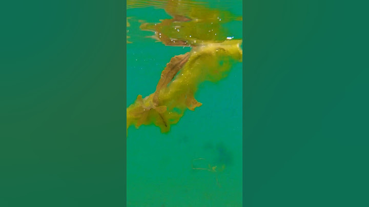 What Is In The Water?
