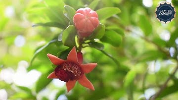 سورة القلم للقارئ سالم الرويلي تلاوة رائعة