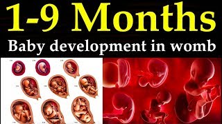 Month by Month baby development  || 1-9 Month of pregnancy and lifecycle of baby growth in womb