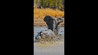 Angry Elephant Charges Hippo!