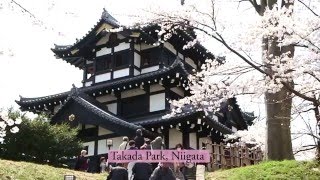 Cherry blossoms in Tohoku: Takada Park