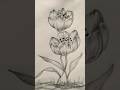 #lily flowers art #pencil drawings #drawings #vairal shorts #sampa art