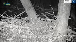 owl attack 3rd bird.webm