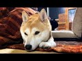 パパの帰りを待っているところ Waiting for dad to come back