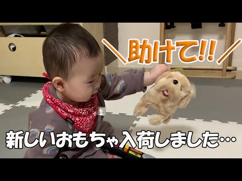 犬のおもちゃ 初めての勝手に動くおもちゃを目前に最高の反応を見せる赤ちゃん Youtube