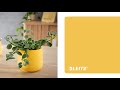 Leitz cosy plant pot   product en