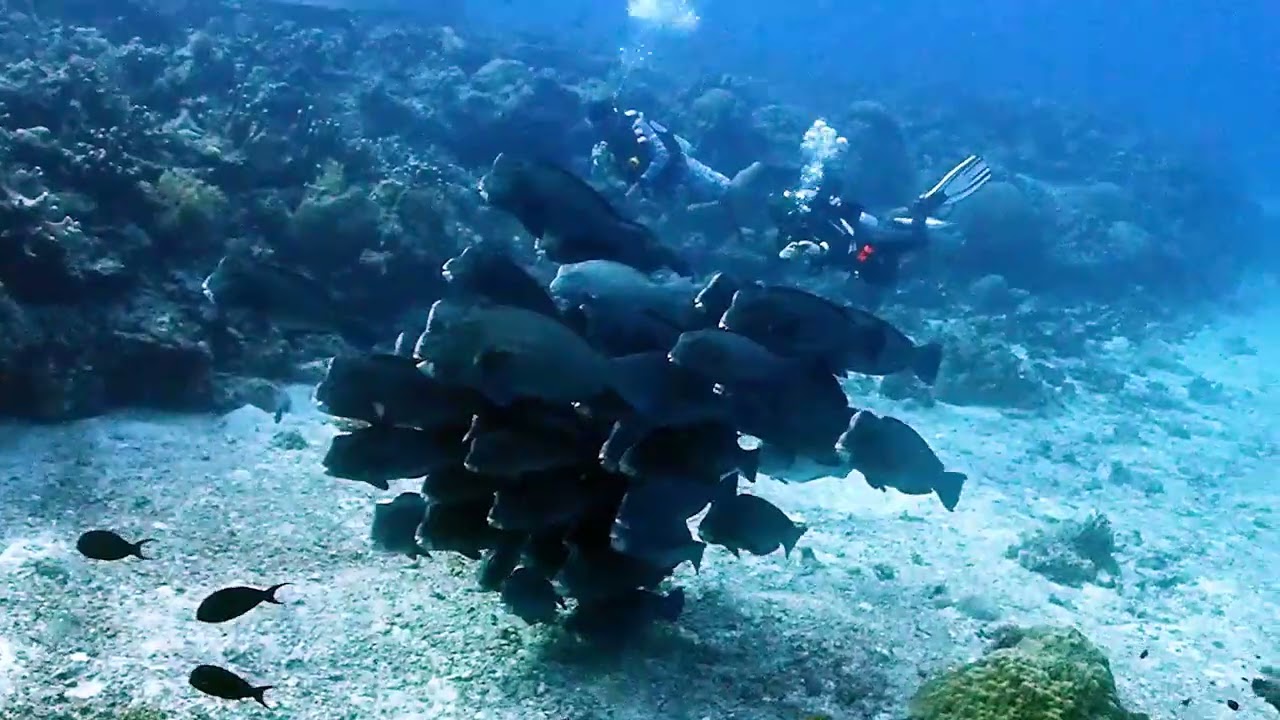 Tubbataha, Philippines - Malayan Wreck