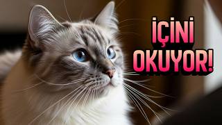 Kediler Bir İnsanın İç Dünyasını Hisseder mi? (Gerçek Psikolojik Sebep)