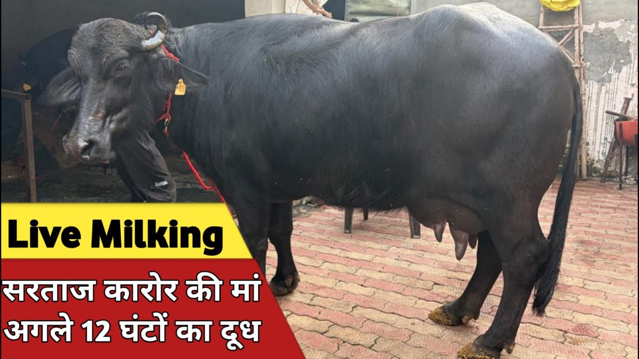 पहली Live Milking, चैंपियन सरताज करोर की मां (Evening Time) at Neeraj Malik Farm (7015870081)