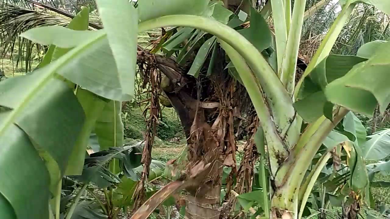 45 Gambar Lucu Anak Kecil Naik Pohon Pisang Terlengkap 