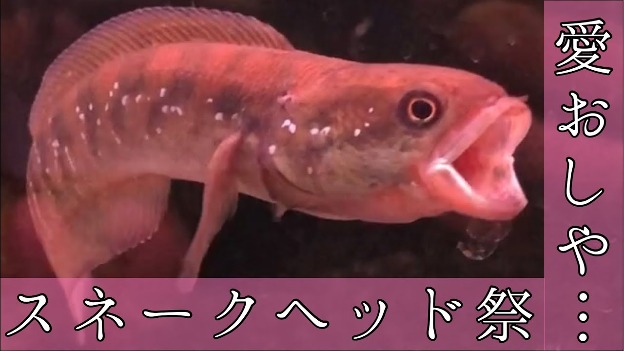たくましすぎる熱帯魚 スネークヘッドやコウタイの 美しさと愛おしさ Youtube