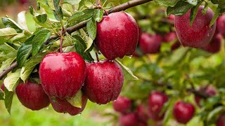 زراعة التفاح من البذرة فى المنزل
