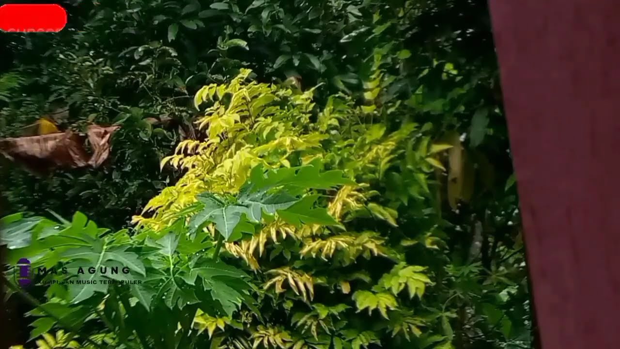 LAGU DANGDUT KOPLO FULL ALBUM TERBARU 2026_ AJENG FEBRIA_ DALAM SEPIKU_JAUH KO PERGI_TAK SEDALAM INI