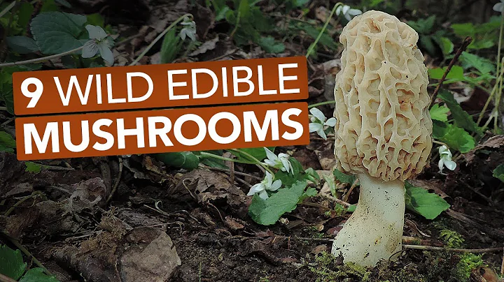 9 Wild Edible Mushrooms You Can Forage This Spring - DayDayNews