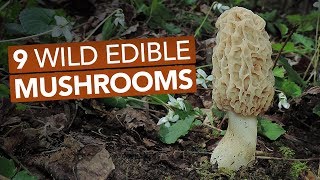 9 Wild Edible Mushrooms You Can Forage This Spring