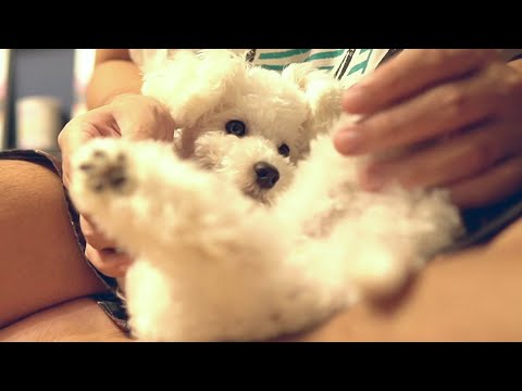 【黄昏時のお出掛け】我が家に来た新しい命に感謝したとある日の午後【トイプードル】