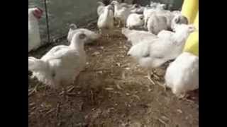 Φωλιά Ορνίθων & Ποτίστρα Ορνίθων Με Φλοτερ .Emhplast.gr