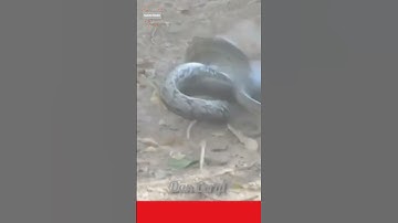 ⭕ Monitor Lizard Surprise A Python!! l #shorts