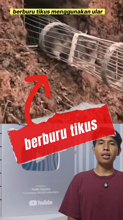 berburu tikus menggunakan ular kobra #hunting #tikus #jumbo