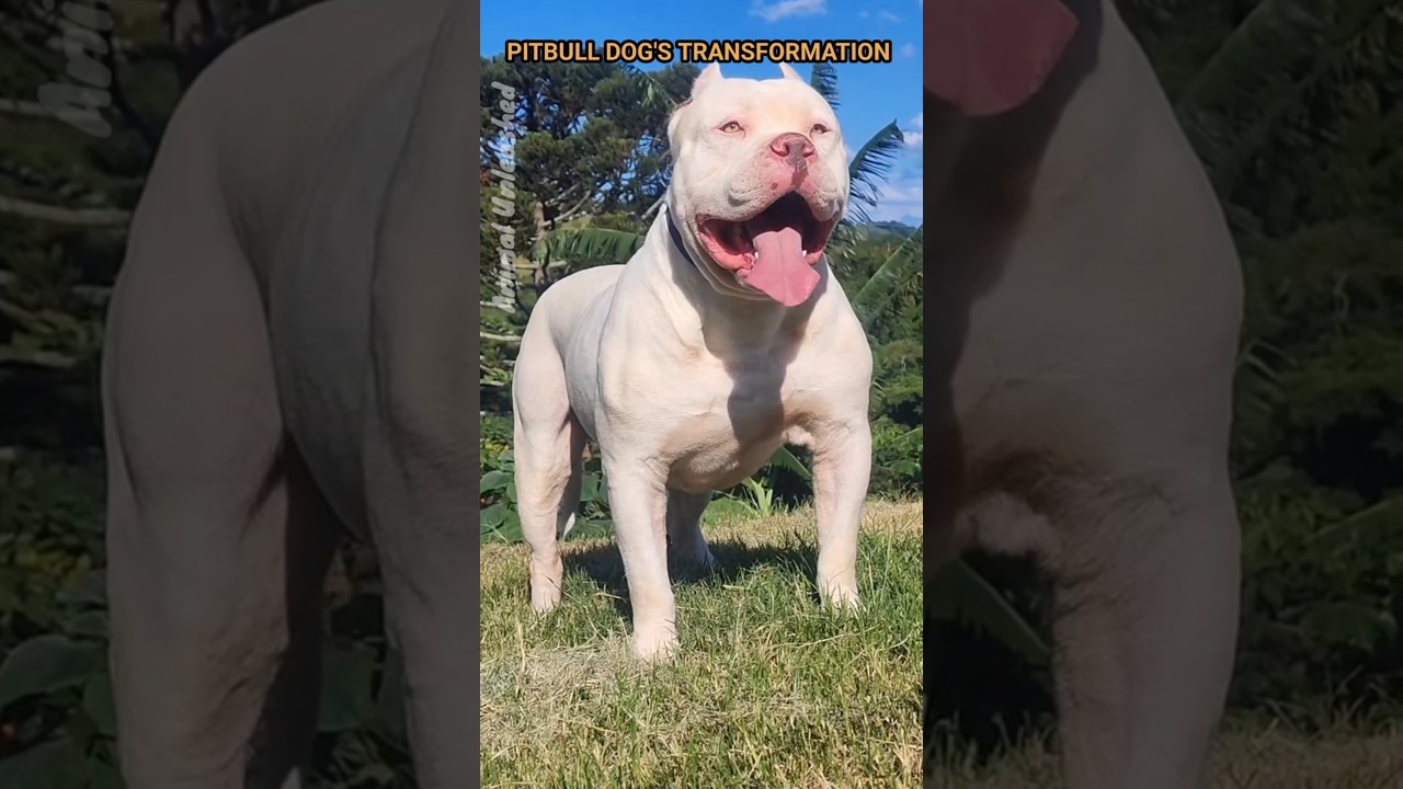 pitbull dog Version ☠️