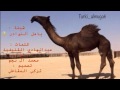شيلة ياهل النوادر اداء محمد ال نجم