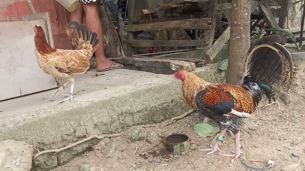 #chicken #hen #rooster #manok #jlcbackyard #youtubeshorts #shorts #breeder #backyardpoultryfarming