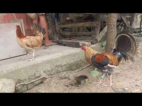 #chicken #hen #rooster #manok #jlcbackyard #youtubeshorts #shorts #breeder #backyardpoultryfarming
