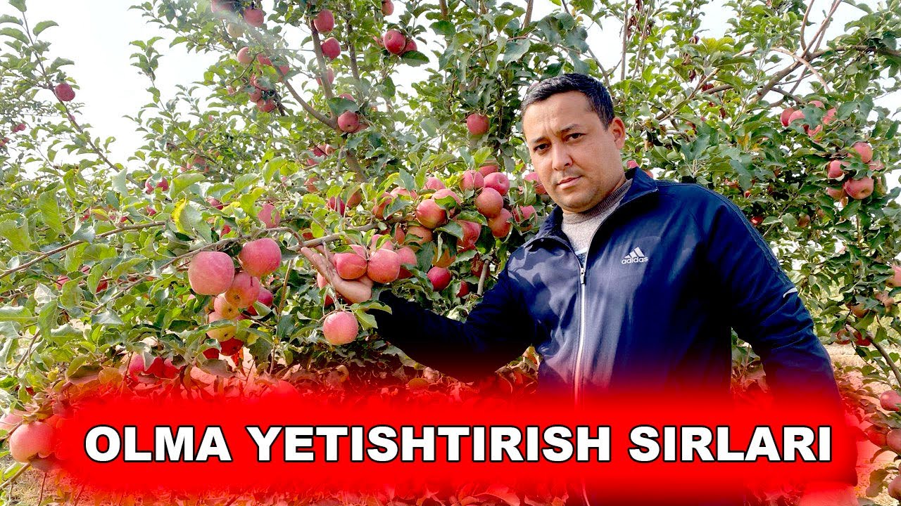 OLMA YETISHTIRISH SIRLARI 2025, QANCHA DAROMAD QILISH MUMKIN?