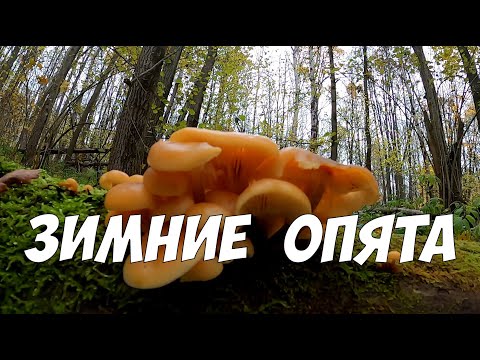 Зимние опята - советы и секреты - как выглядят и где искать
