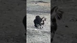 💥高原野狗捕羊！直接叼着跑！Wild Dog Catches Sheep #Animal 【跟着图尔去旅行】