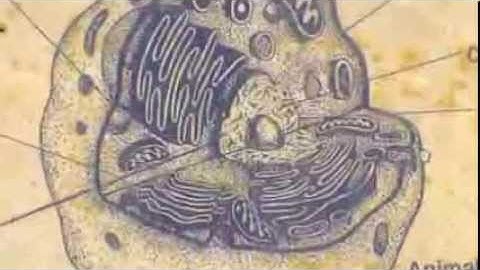 EA322 - Biological Computers