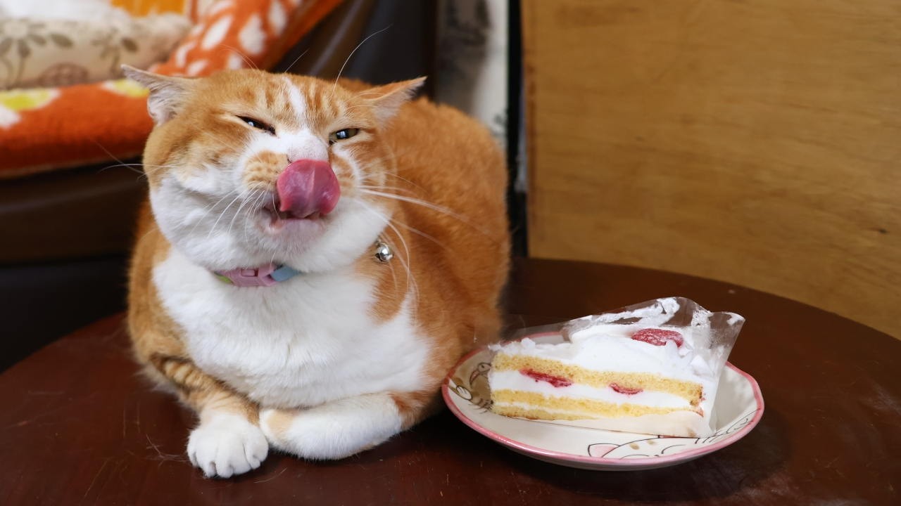 ショートケーキとおすわりねこちゃん　茶とら×桜 ちゃぶ台の上のいちごショートケーキ 260705 - YouTube