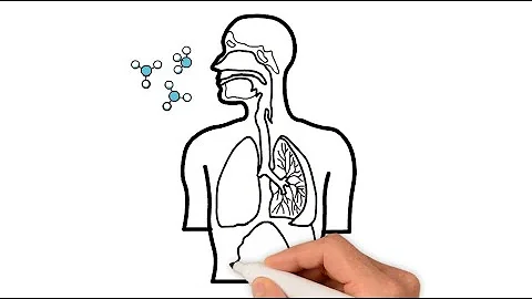 ¿Cuál es la ecuación química de la respiración celular?