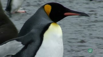 Animals Spread Disease Constantly - Horrifying Planet - Ep. 7