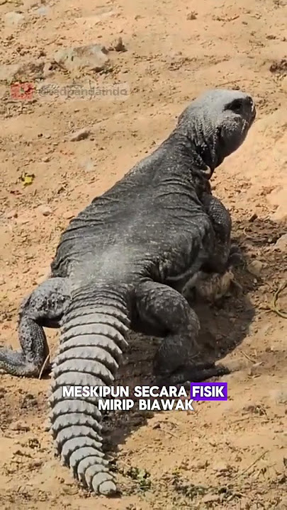 KADRUN KADAL GURUN ARAB