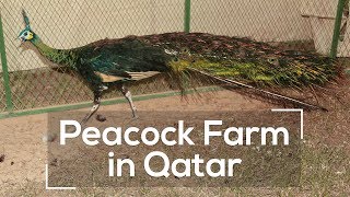 Peacock Farm in Qatar screenshot 4