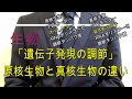 高校生物「遺伝子の発現調節」〜原核生物と真核生物の違い〜