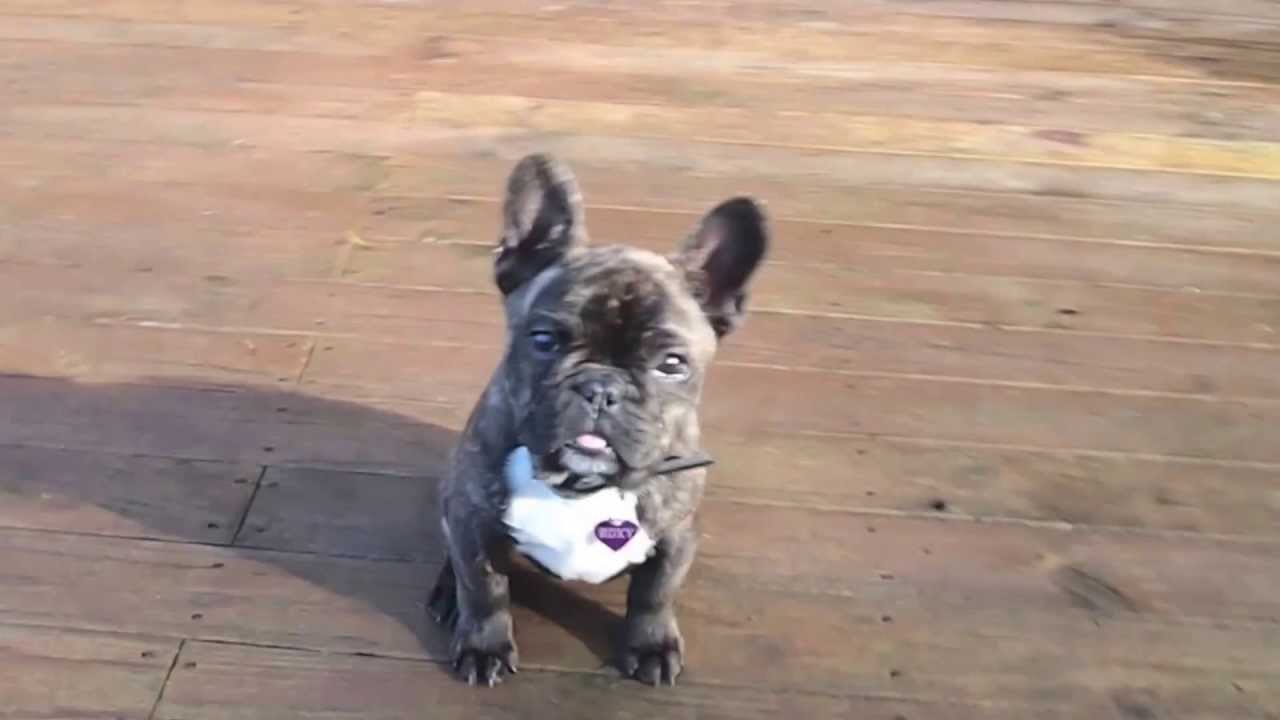 4 month old french bulldog