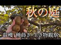 【秋の庭】メダカやエビの水換えしたり、野菜や果物を収穫したり、種蒔きしたり
