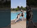 Funny Great Dane Dog Jumping Into Pool 😂 | Viral Dog Video #shorts
