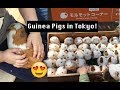 We're Back in Tokyo! / Cherry Blossoms and Guinea Pigs