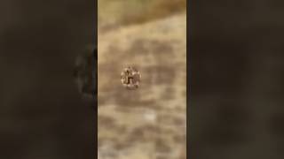 Bigfoot spotted: Video shows possible sighting from Colorado train