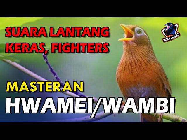 Wambi Gacor Suara Lantang Keras Fighters Berkicau Tanpa Henti Tak Kenal Lelah class=