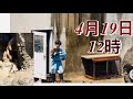 4月19日12時、ドアが開いた瞬間!!パパに抱きつくパンチ君この瞬間!全員メロメロ😍🐒